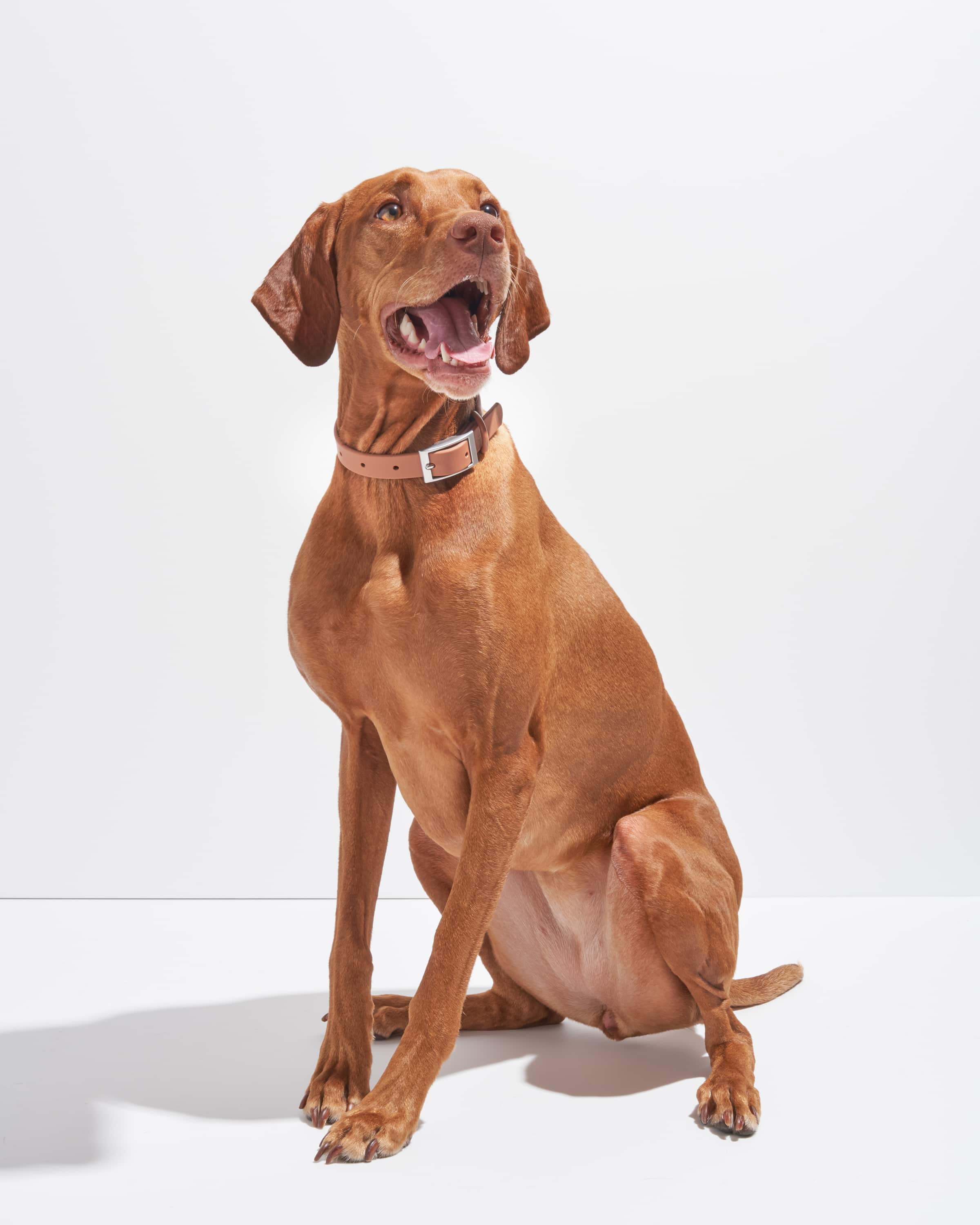 Waterproof Dog Collar - Image 49