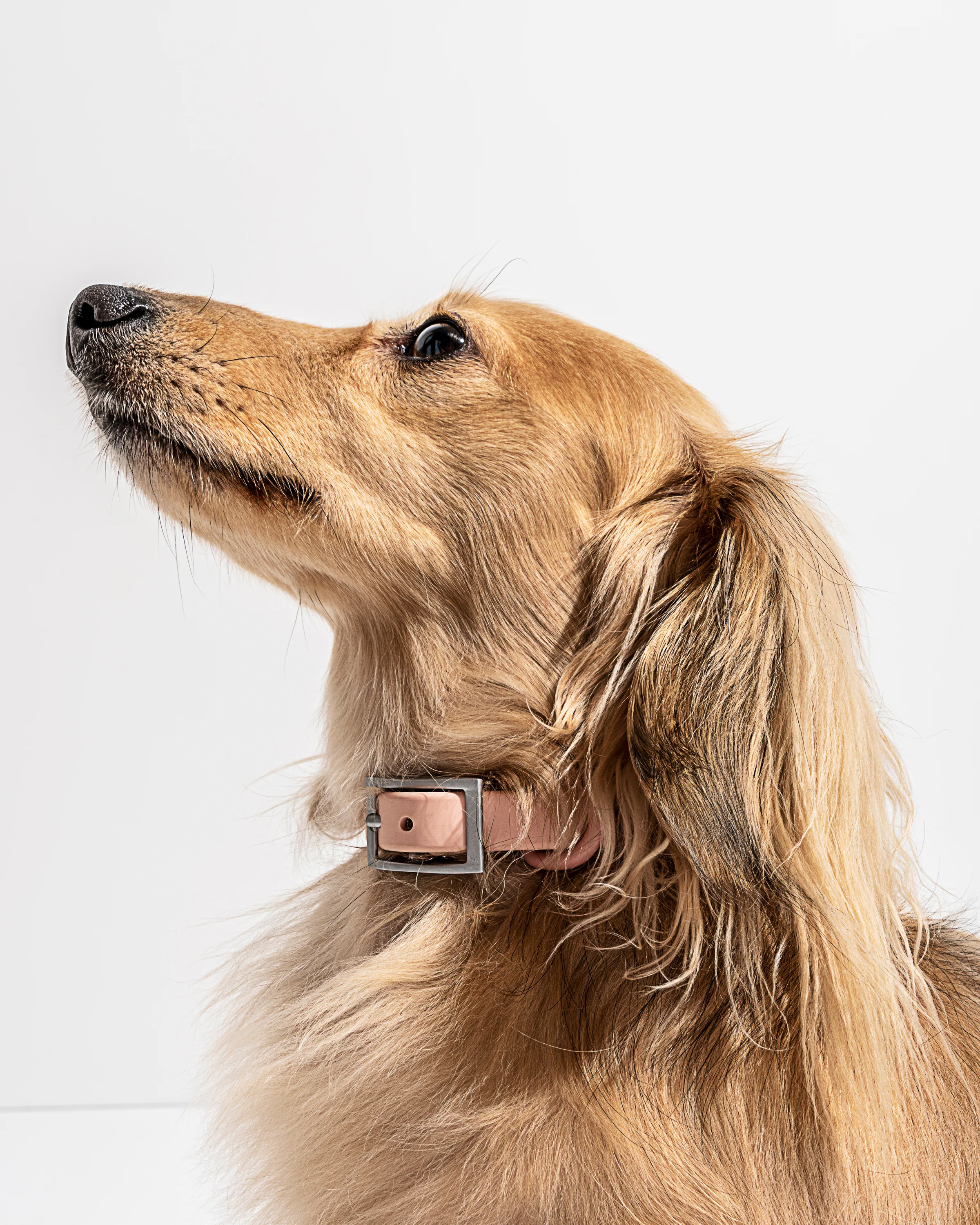 Waterproof Dog Collar - Image 55