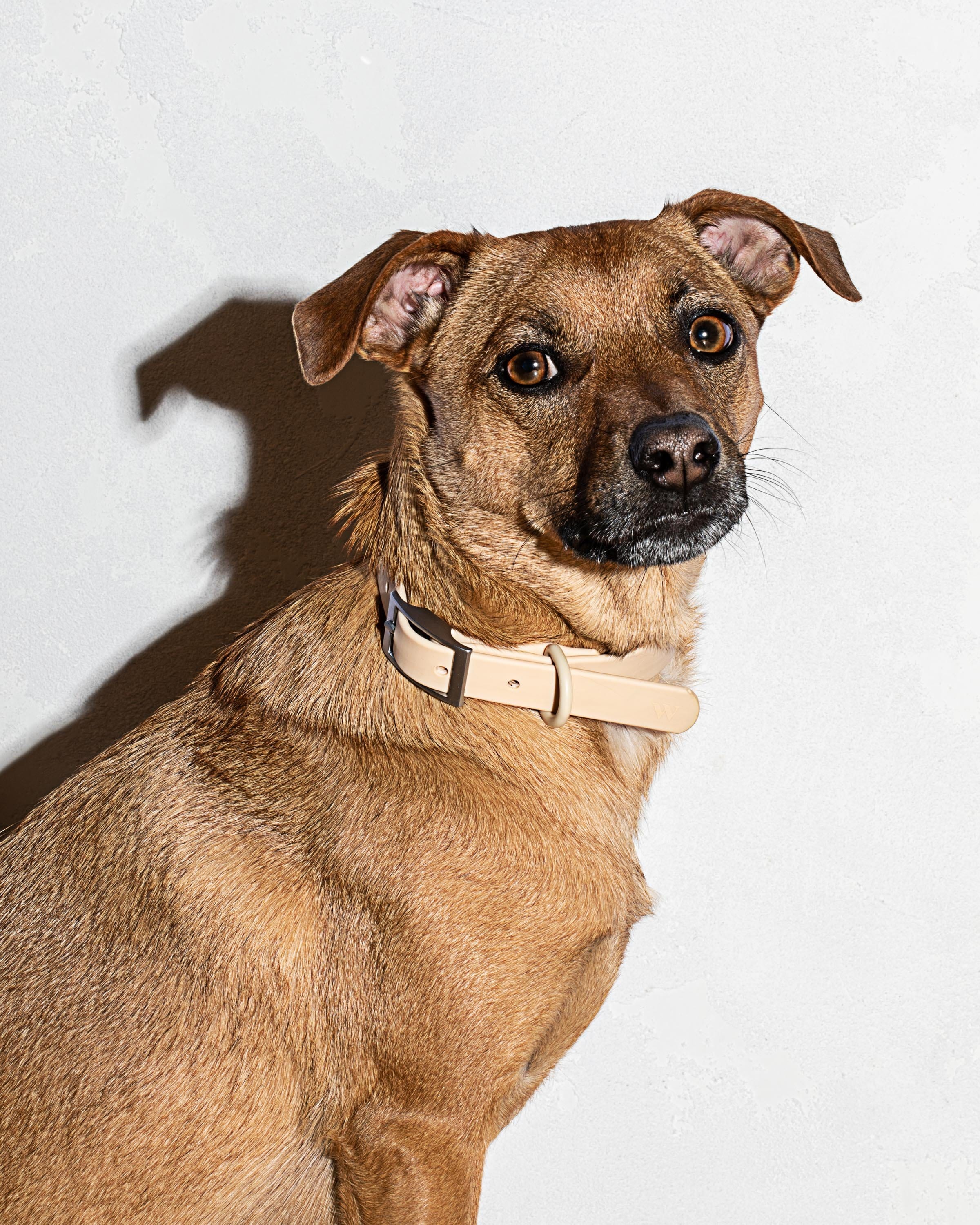 Waterproof Dog Collar - Image 60