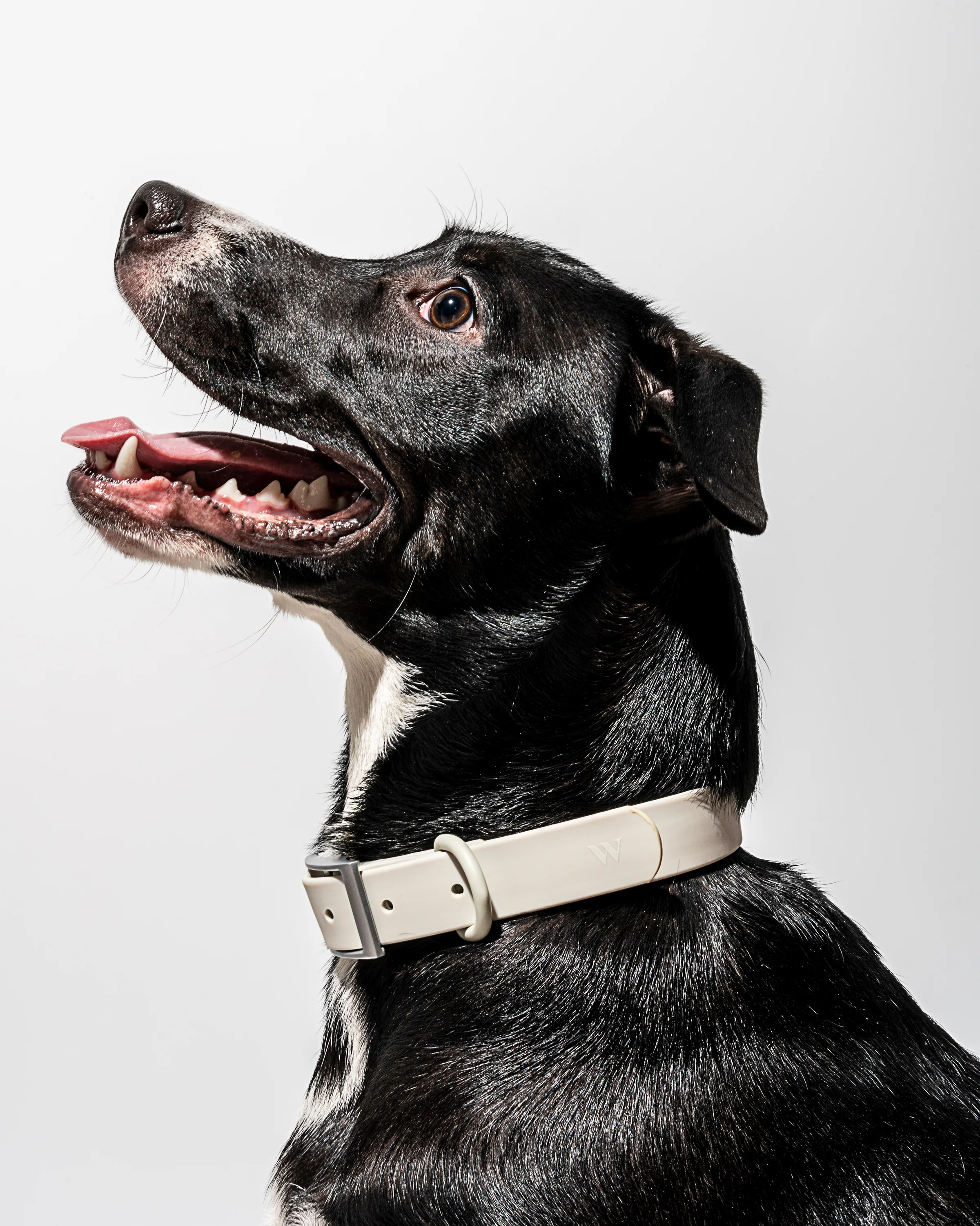 Waterproof Dog Collar - Image 70