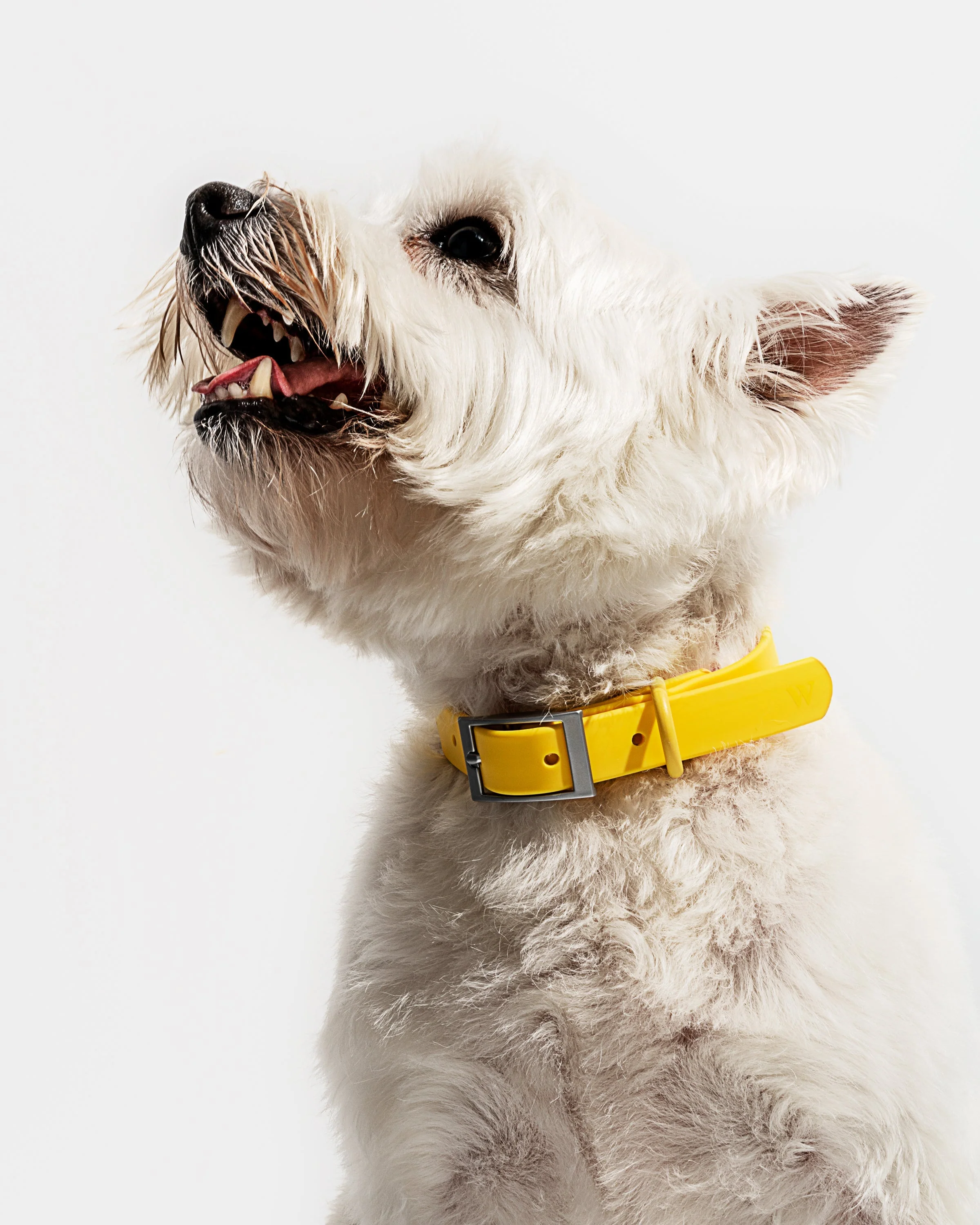 Waterproof Dog Collar - Image 75
