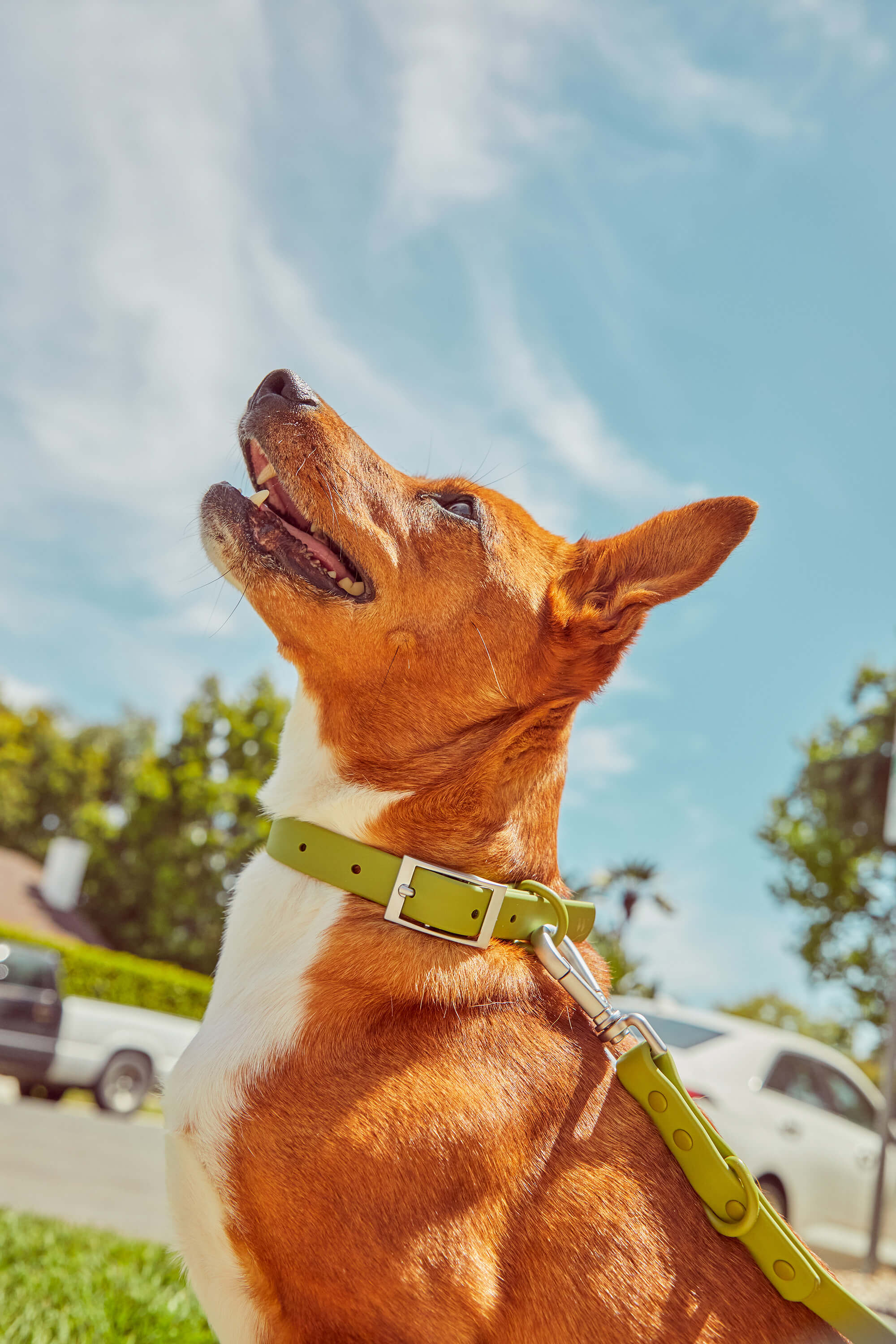 Waterproof Dog Collar - Image 82