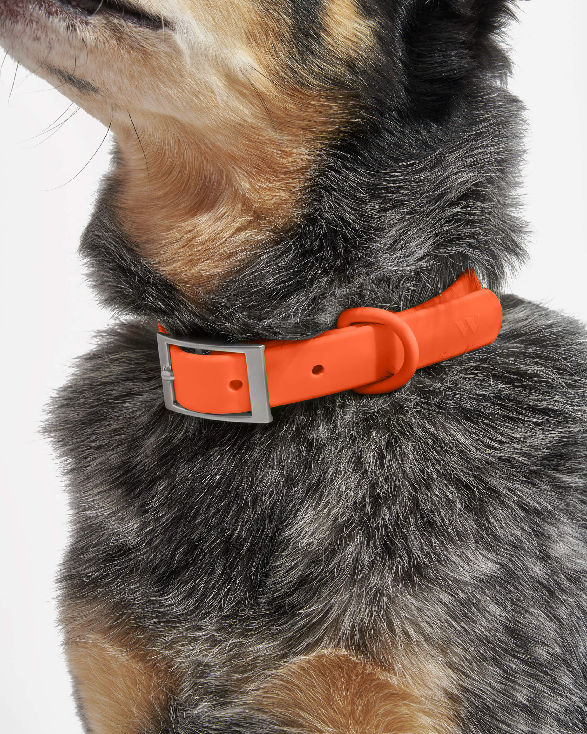 Waterproof Dog Collar - Image 84