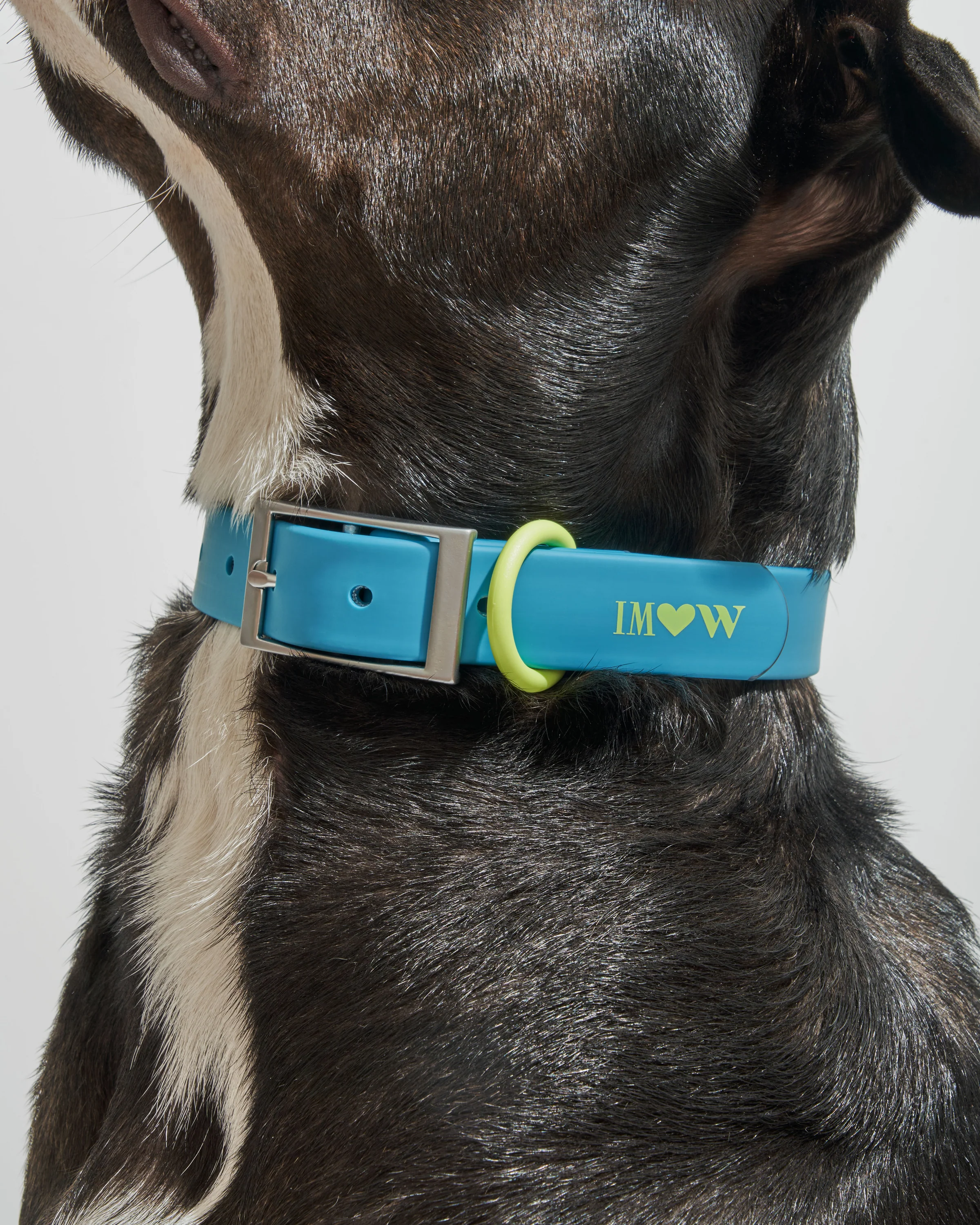 Waterproof Dog Collar - Image 95
